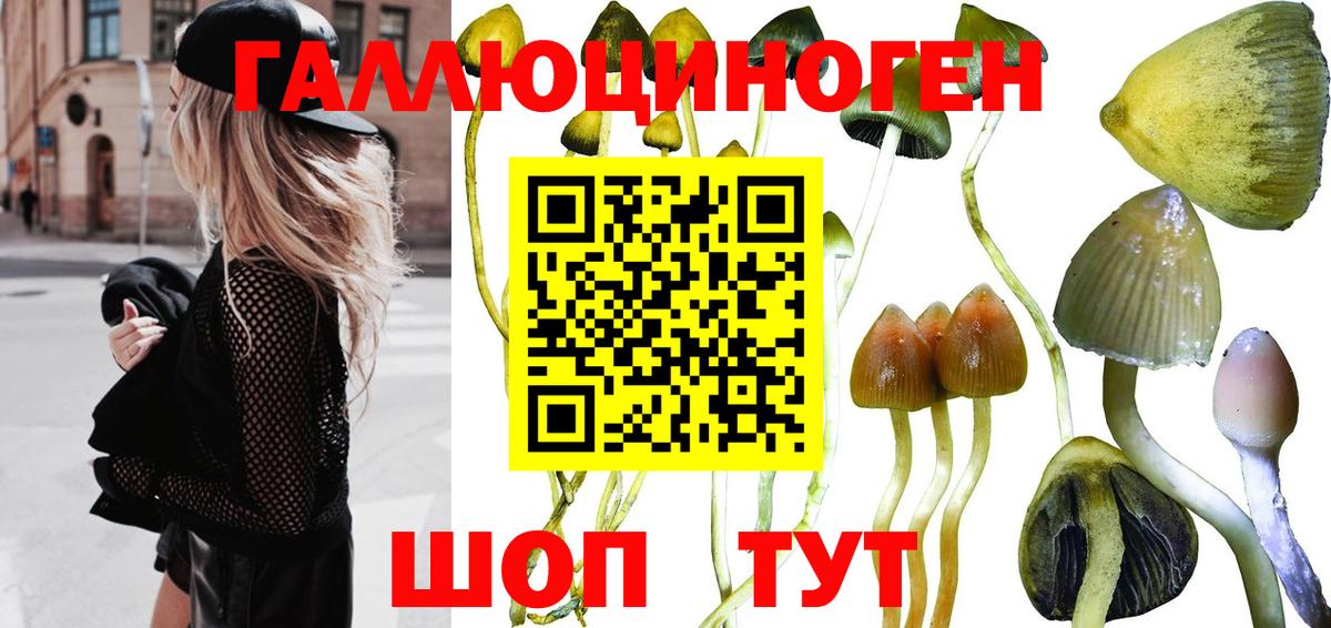 Псилоцибиновые грибы GOLDEN TEACHER Славянск-на-Кубани